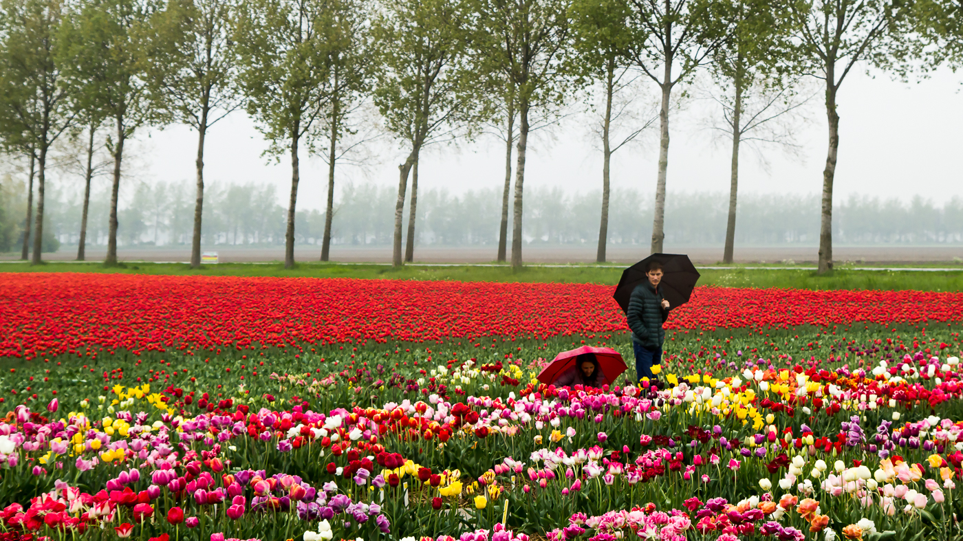 gehurkte jonge vrouw van jong stel met paraplu bekijken tulpenvelden