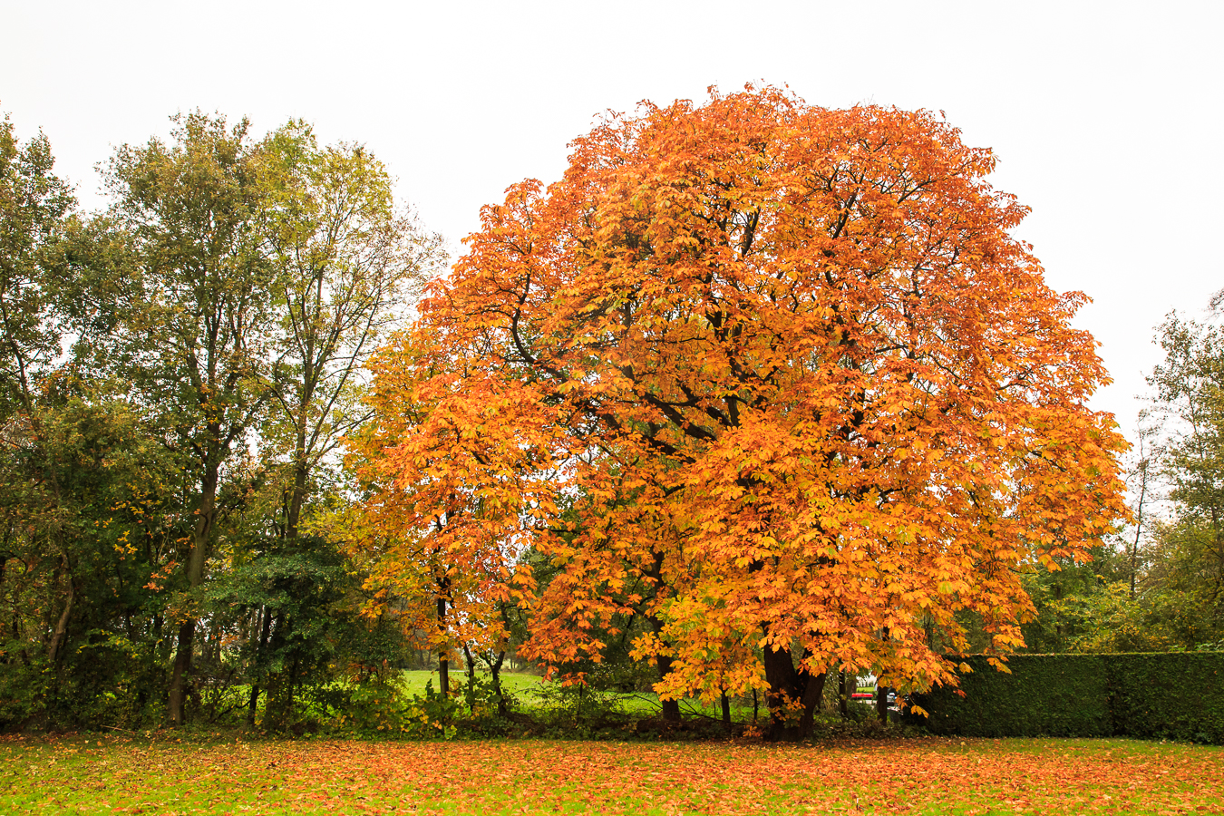 Kastanjeboom in herfstkleuren